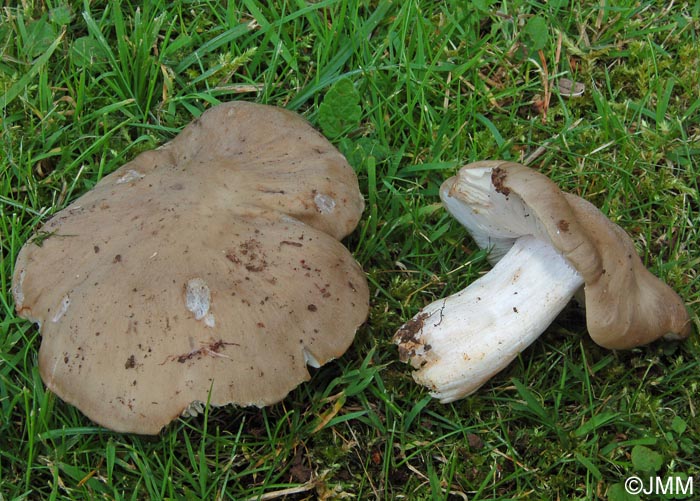 Entoloma lividoalbum