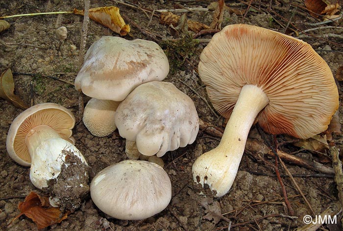 Entoloma lividum