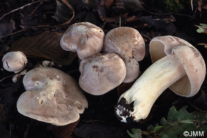 Entoloma lividum