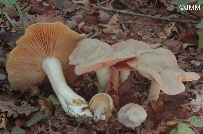 Entoloma lividum