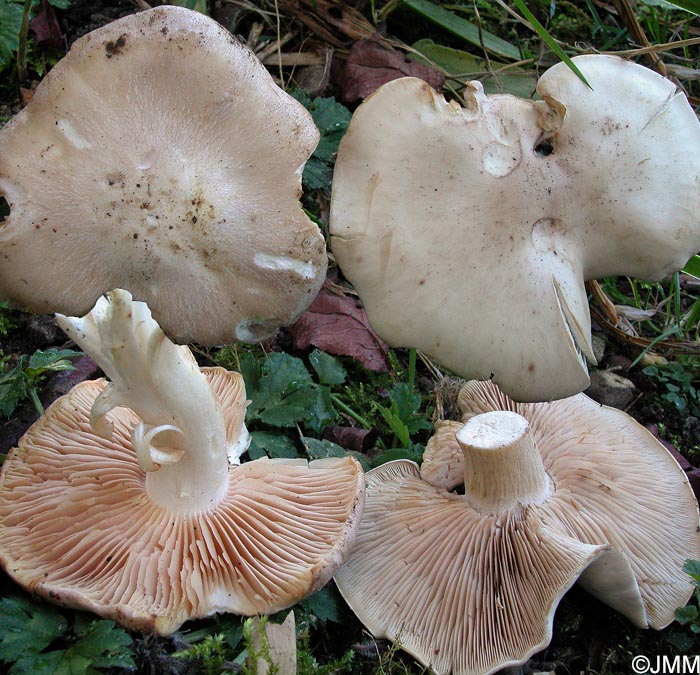 Entoloma lividum & Lepista irina