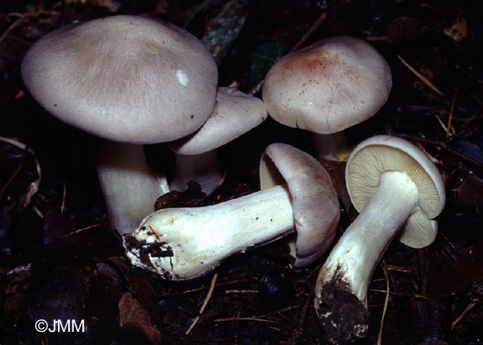 Entoloma lividum