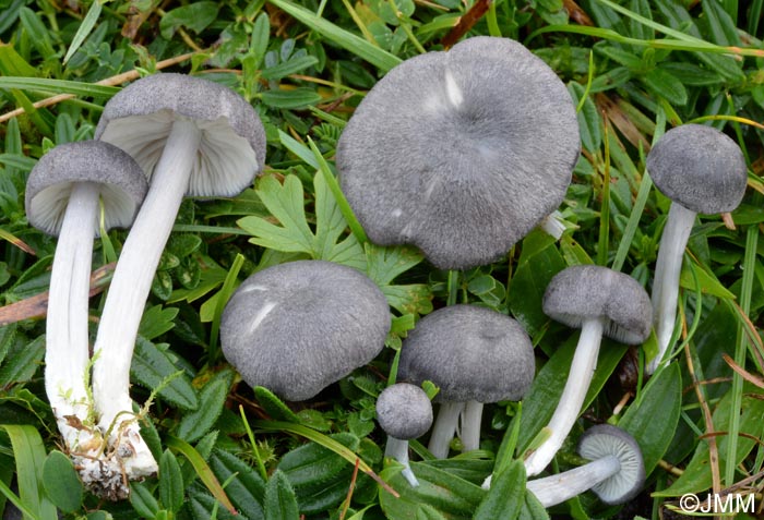 Entoloma mougeotii