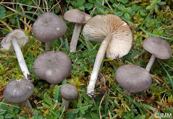 Entoloma mougeotii