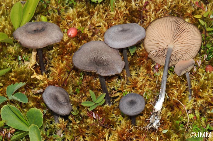 Entoloma mougeotii