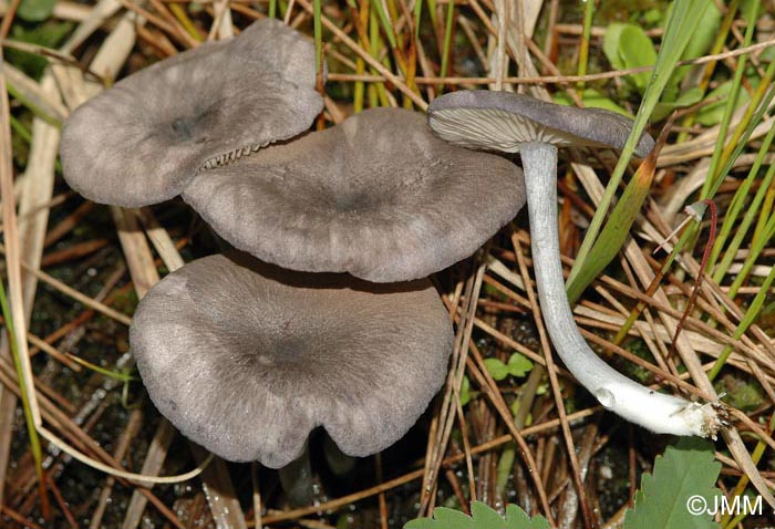 Entoloma mougeotii