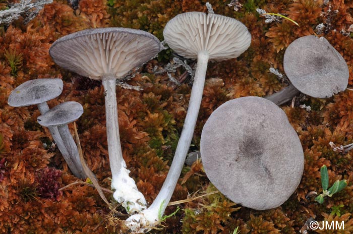 Entoloma mougeotii