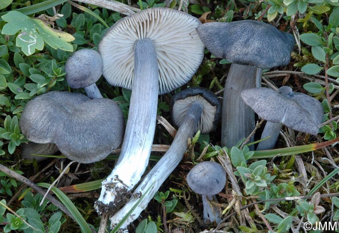 Entoloma mougeotii