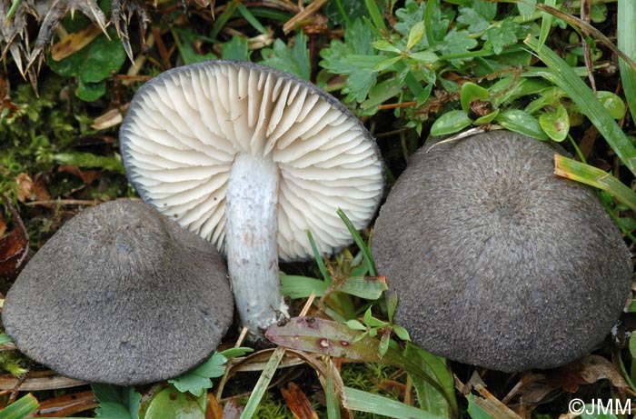 Entoloma mougeotii