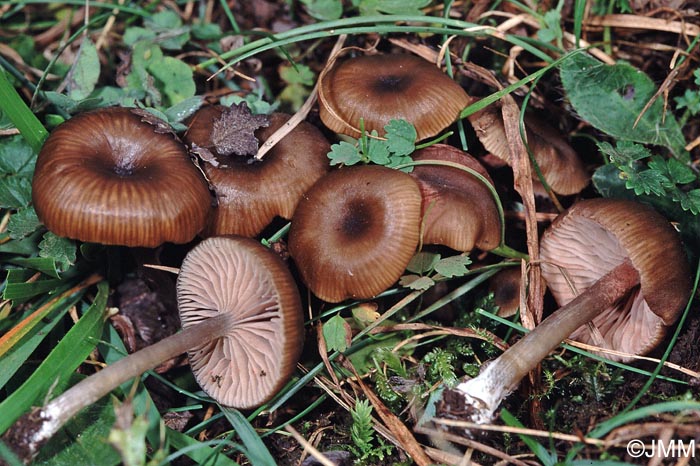 Entoloma nausiosme