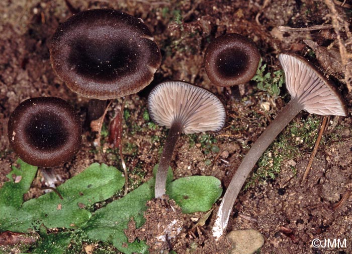 Entoloma nausiosme