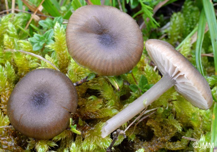 Entoloma nausiosme