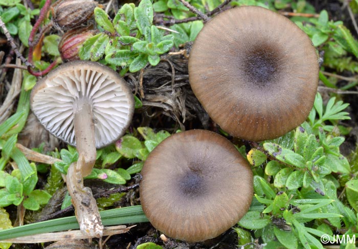 Entoloma nausiosme