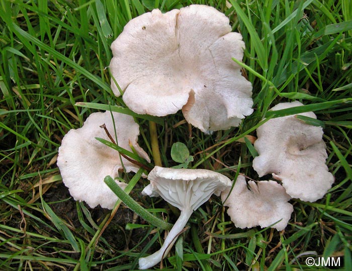 Entoloma neglectum = Entoloma cancrinum