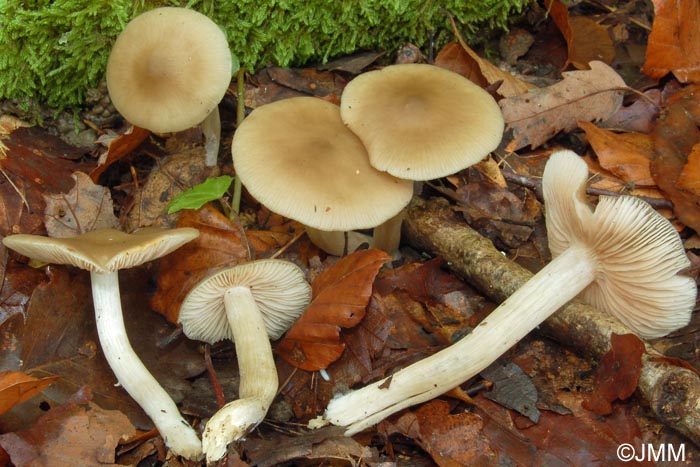 Entoloma rhodopolium f. nidorosum = Entoloma nidorosum