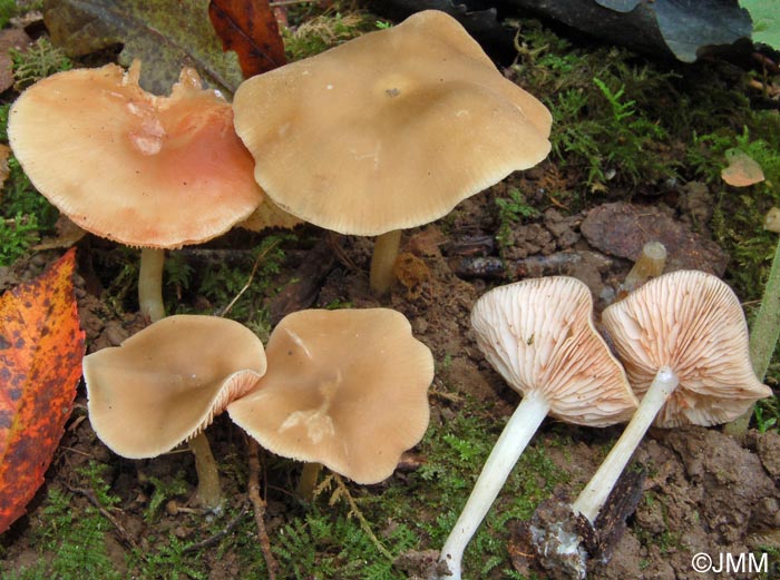 Entoloma rhodopolium f. nidorosum = Entoloma nidorosum