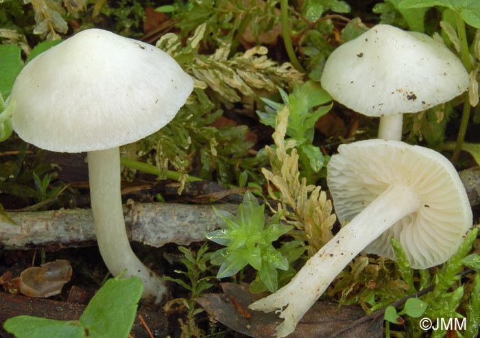 Entoloma niphoides