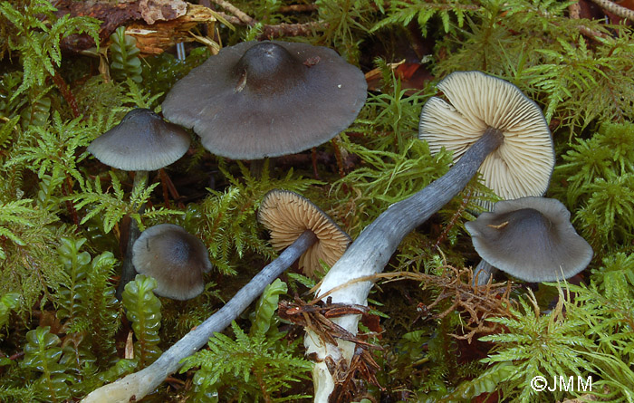 Entoloma nitidum