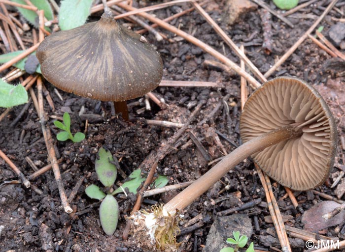 Entoloma olivaceohebes