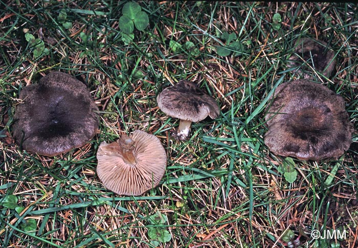 Entoloma opacum