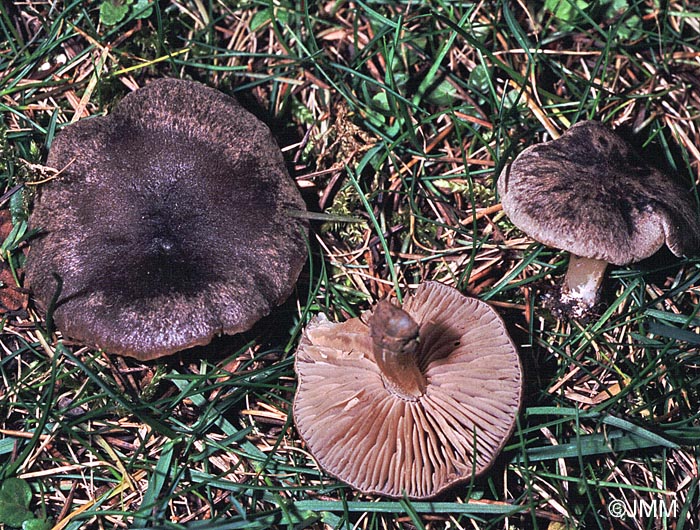 Entoloma opacum