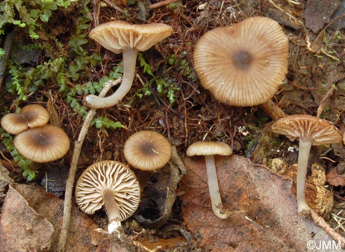 Entoloma paludicola