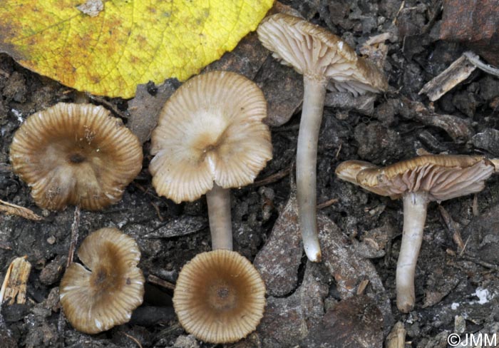 Entoloma paludicola