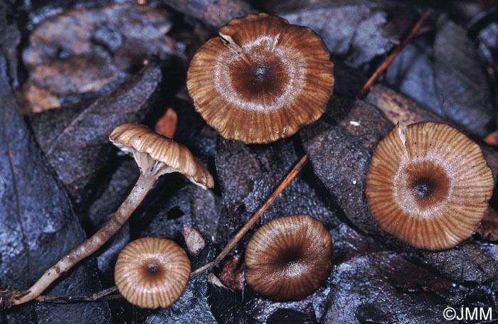 Entoloma paludicola