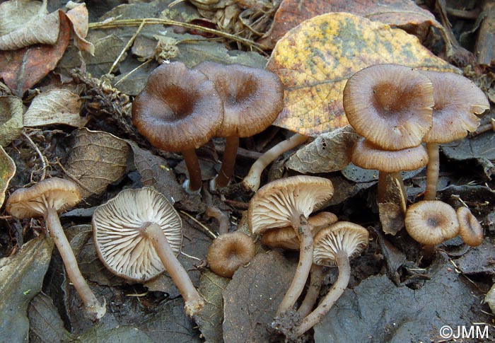 Entoloma paludicola