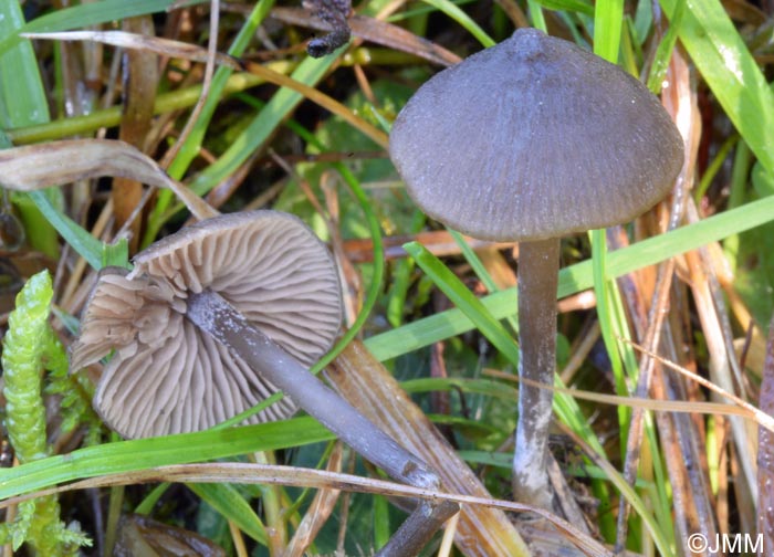 Entoloma papillatum