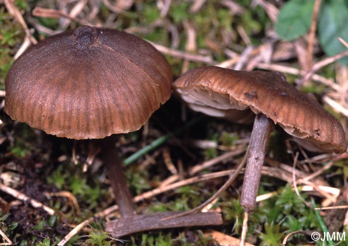 Entoloma papillatum