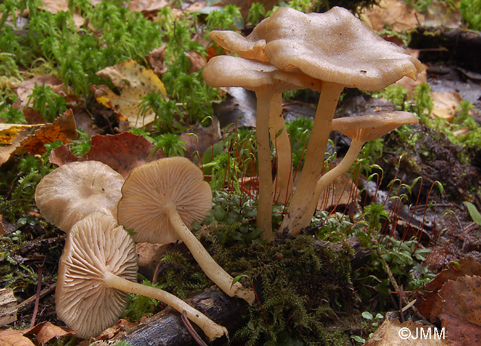 Entoloma pernitrosum