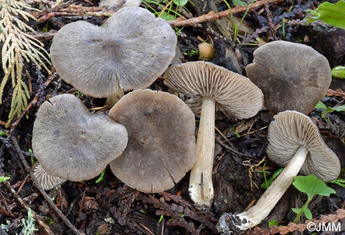 Entoloma plebejum