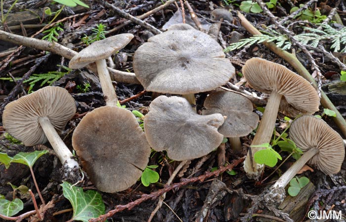 Entoloma plebejum