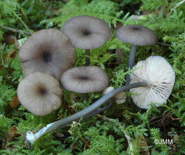 Entoloma poliopus