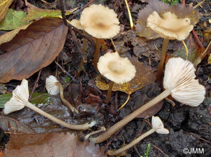 Entoloma politum