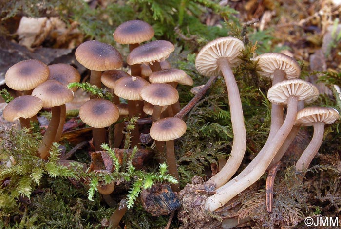 Entoloma politum