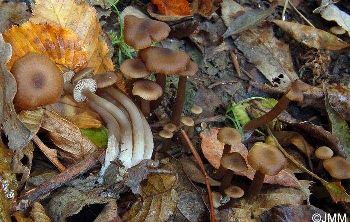 Entoloma politum