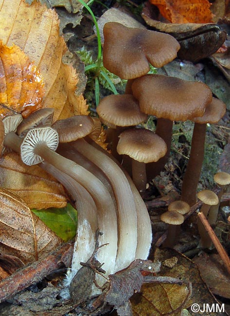 Entoloma politum