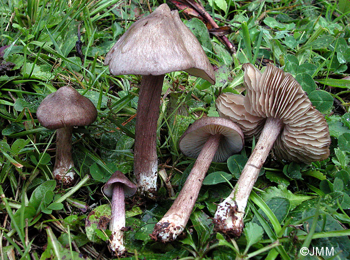 Entoloma porphyrophaeum