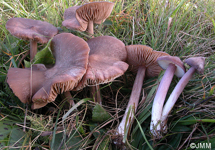 Entoloma porphyrophaeum