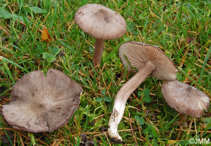 Entoloma porphyrophaeum