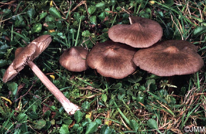 Entoloma porphyrophaeum