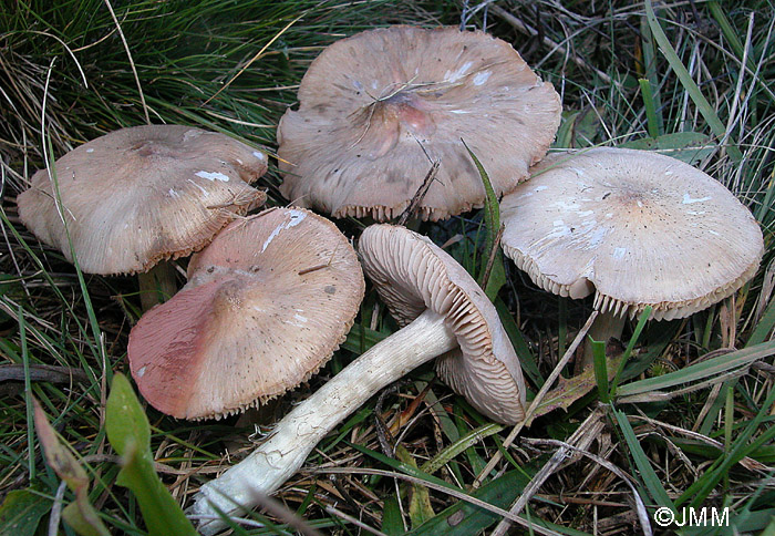 Entoloma prunuloides