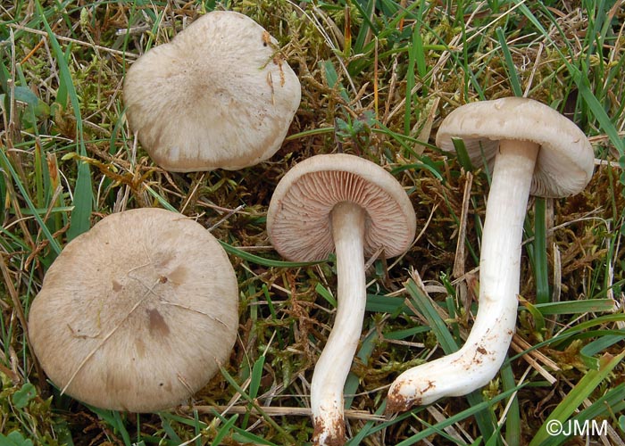 Entoloma prunuloides