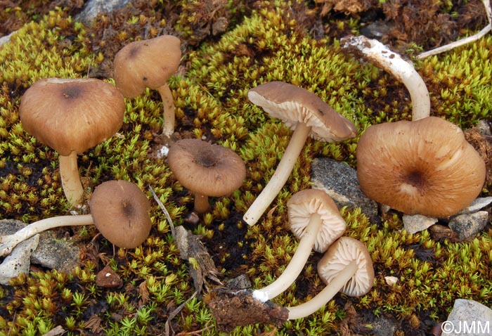 Entoloma pseudoturci