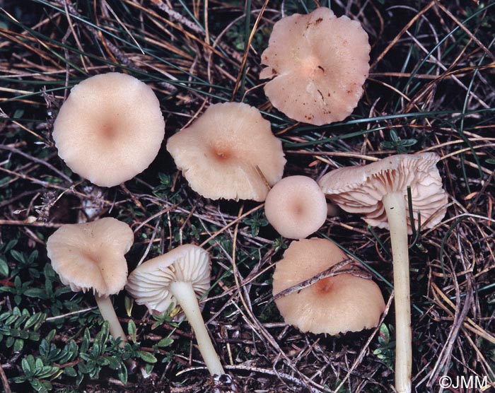 Entoloma queletii