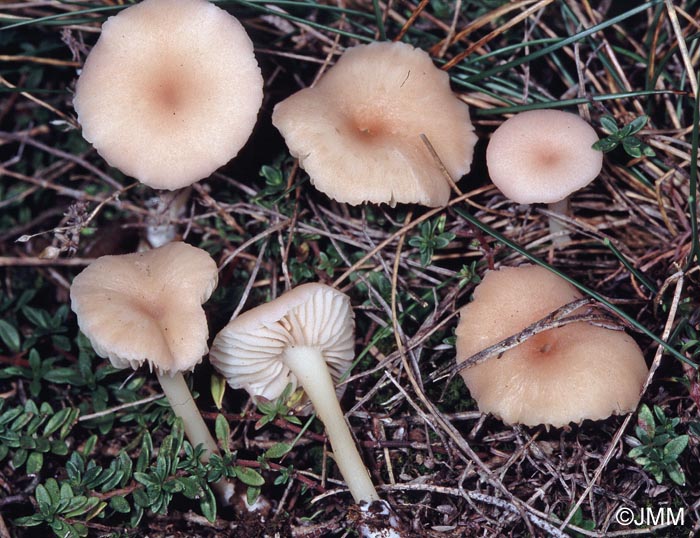 Entoloma queletii