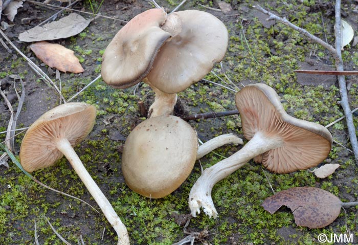 Entoloma quercetorum