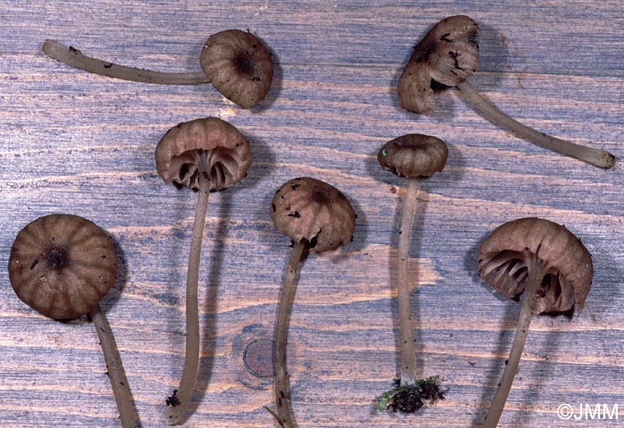 Entoloma rhodocylix